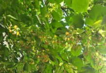 Mirosul florilor de tei